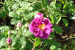 3-01 rose photo