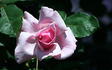 Inspiration rose photo