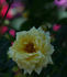 Zeus rose photo
