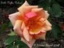 Edith Nellie Perkins rose photo