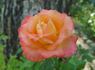 Lady Mavis Pilkington rose photo