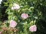 Svetlana rose photo