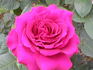 Kamelie rose photo
