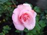 My Amore rose photo