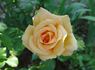 Colossus ™ rose photo