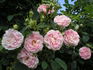 Svetlana rose photo