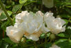 Eva Teschendorff, Cl. rose photo