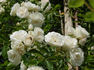 Eva Teschendorff, Cl. rose photo