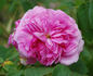 Louis van Tyll rose photo