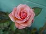 Taffeta rose photo