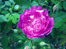 Bengale Maheca rose photo