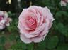 Bowie Pink Lady rose photo