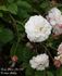 White Pet, Cl. rose photo