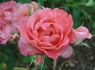 Corina rose photo