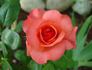 Spellbound ™ rose photo