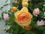 Antique Artistry ™ rose photo