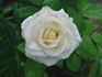 Avalanche+ rose photo