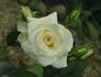 White Success rose photo