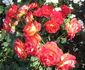 Roman Holiday rose photo