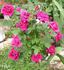 Brian Lee ™ rose photo