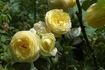 Gruss an Oldenburg rose photo