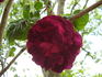 Vulcan rose photo