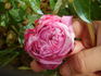 Comtesse Cahen d'Anvers rose photo