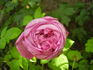 Comtesse Cahen d'Anvers rose photo