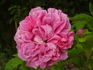 Comtesse Cahen d'Anvers rose photo