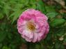 Sweet San Carlos rose photo