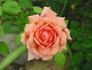 Good News rose photo