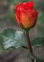 Tennessee ® rose photo