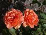Tennessee ® rose photo