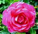 Felix Leclerc rose photo