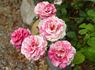 Zebra rose photo