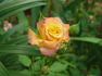 Gail rose photo