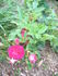 Rivierenhof rose photo