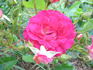 Rivierenhof rose photo