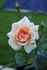 Mrs. Fred Straker rose photo