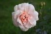 Mrs. Fred Straker rose photo