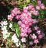 Good 'n Plenty ™ rose photo