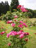 Pruhonice rose photo