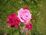 Průhonice rose photo