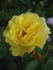 Cläre Grammerstorf rose photo