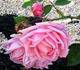 Pink Princess rose photo