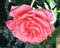 Taffeta rose photo
