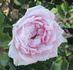 Thomas A. Edison rose photo