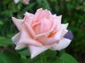 Cinderella rose photo