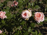 Forsythe rose photo