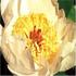 Dawn Glow peony photo